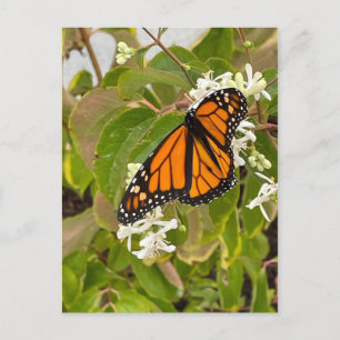 Monarch Butterfly Postkarte