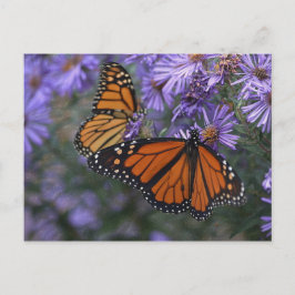Monarch Butterfly Postkarte