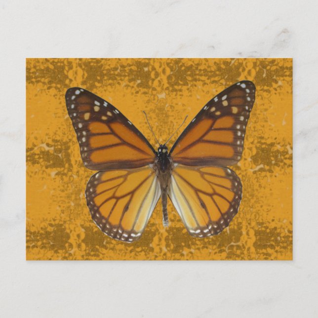 Monarch Butterfly Postkarte (Vorderseite)