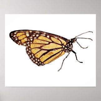 Monarch Butterfly Print Poster