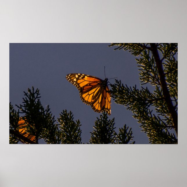 Monarch Butterfly Print Poster (Vorne)