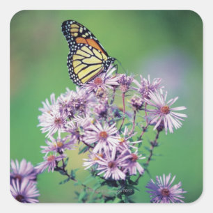 Monarch Butterfly Quadratischer Aufkleber