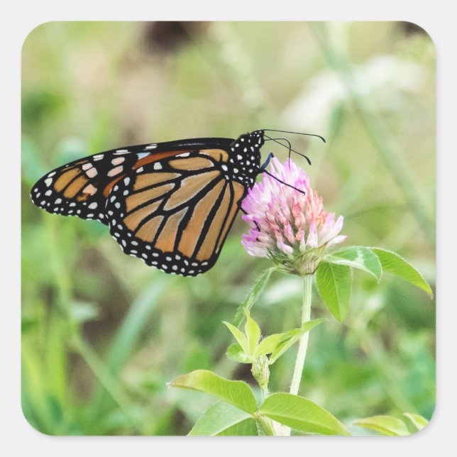 Monarch Butterfly Quadratischer Aufkleber (Vorderseite)