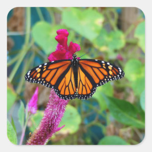 Monarch Butterfly Quadratischer Aufkleber