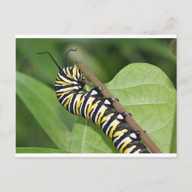 Monarch Butterfly-Raupe Postkarte (Vorderseite)