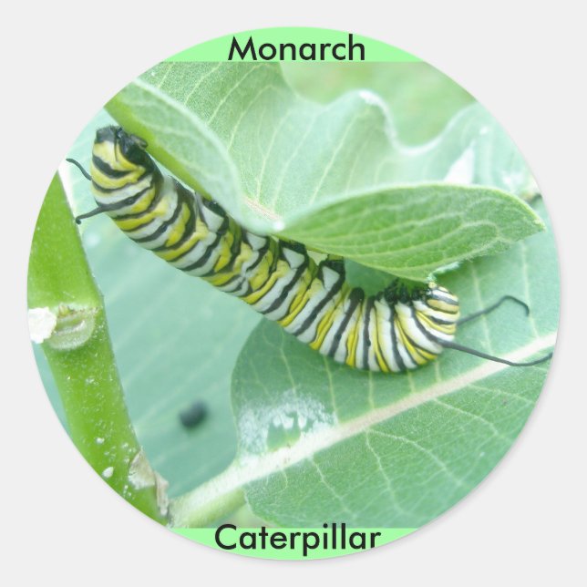 Monarch Butterfly Raupe Stickers (Vorderseite)