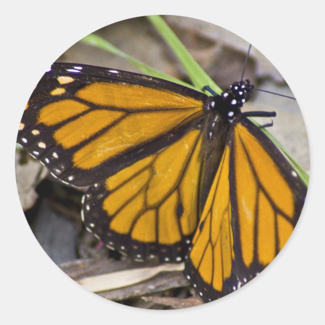 Monarch Butterfly Runder Aufkleber (Vorderseite)