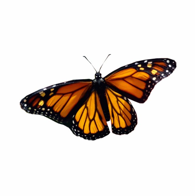 Monarch Butterfly-Skulptur Freistehende Fotoskulptur (Vorne)