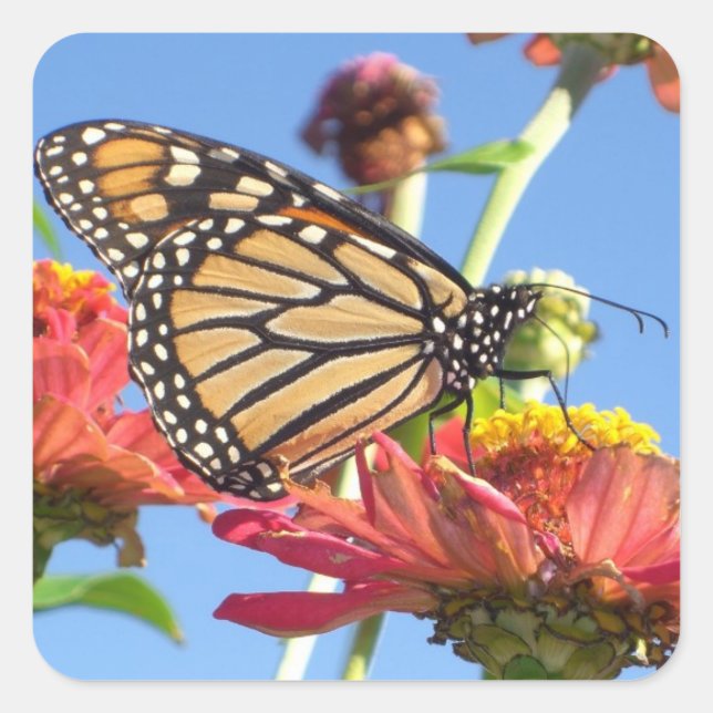 Monarch Butterfly Stickers (Vorderseite)