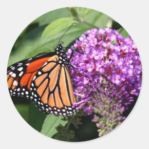 Monarch Butterfly Stickers