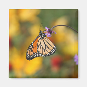 Monarch Butterfly Stops für Pollen Magnet