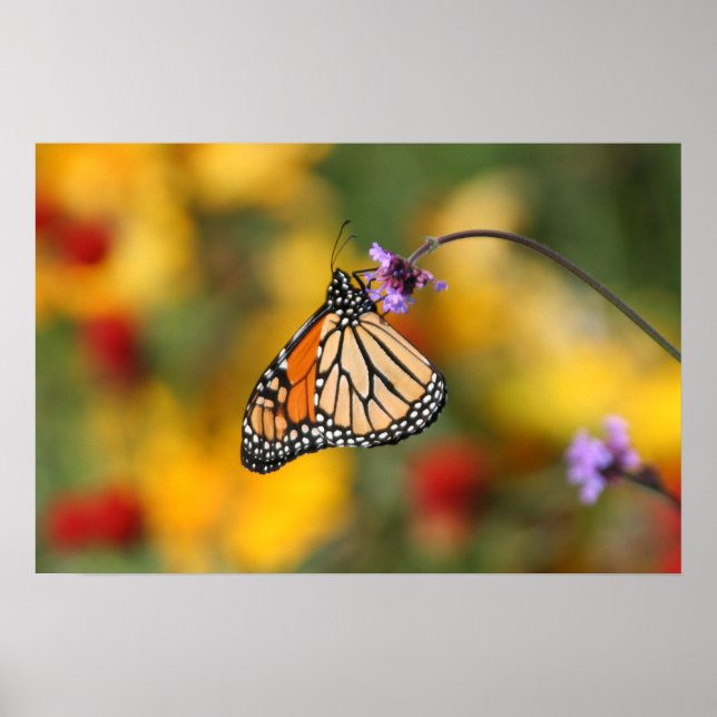 Monarch Butterfly Stops für Pollen Poster (Vorne)