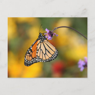 Monarch Butterfly Stops für Pollen Postkarte