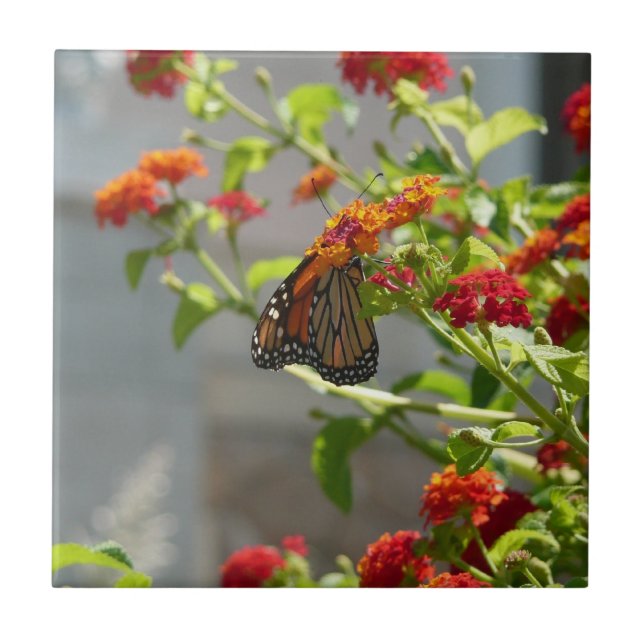 Monarch Butterfly über den Roten Schmetterling Bus Fliese (Vorderseite)