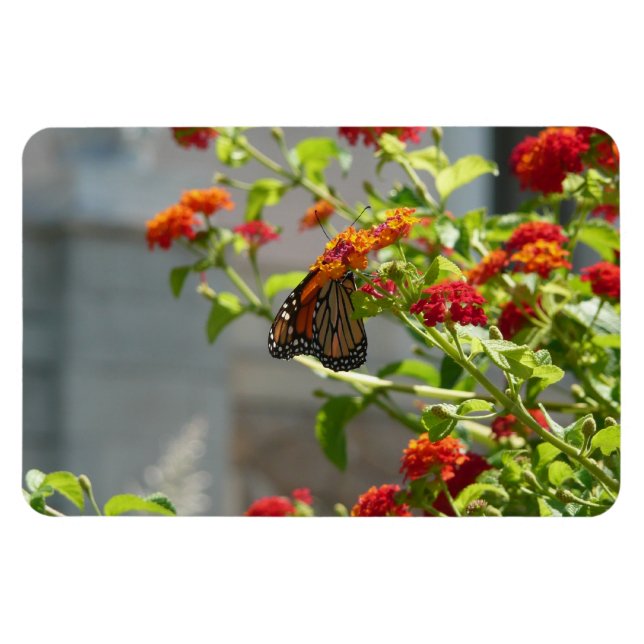 Monarch Butterfly über den Roten Schmetterling Bus Magnet (Horizontal)
