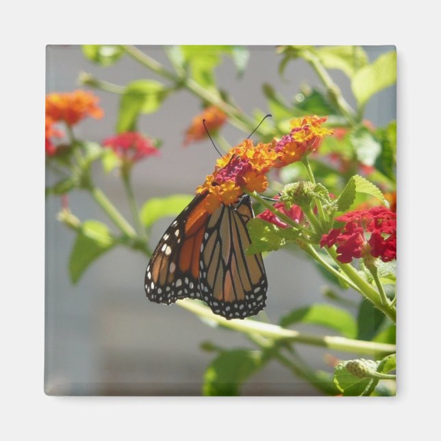 Monarch Butterfly über den Roten Schmetterling Bus Magnet (Vorne)