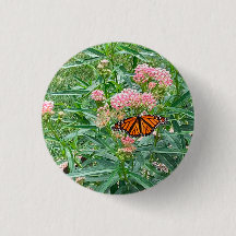 Monarch Butterfly über die Milkweed