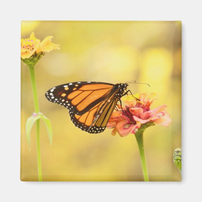 Monarch Butterfly über Zinnia Magnet (Vorne)