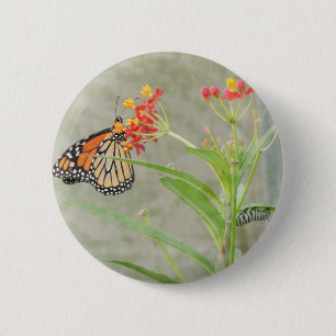 Monarch Butterfly und Raupe Button
