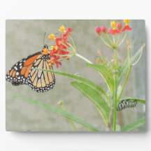 Monarch Butterfly und Raupe