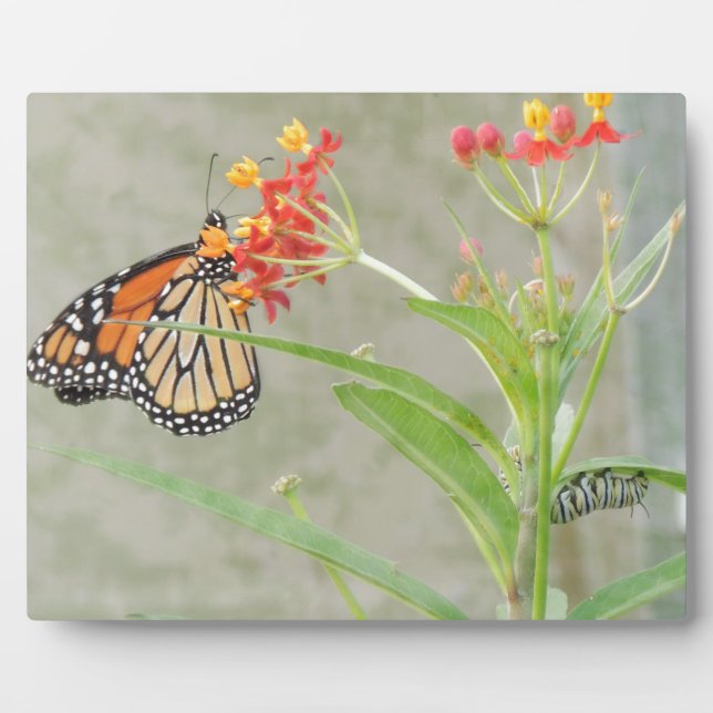 Monarch Butterfly und Raupe Fotoplatte (Vorderseite)