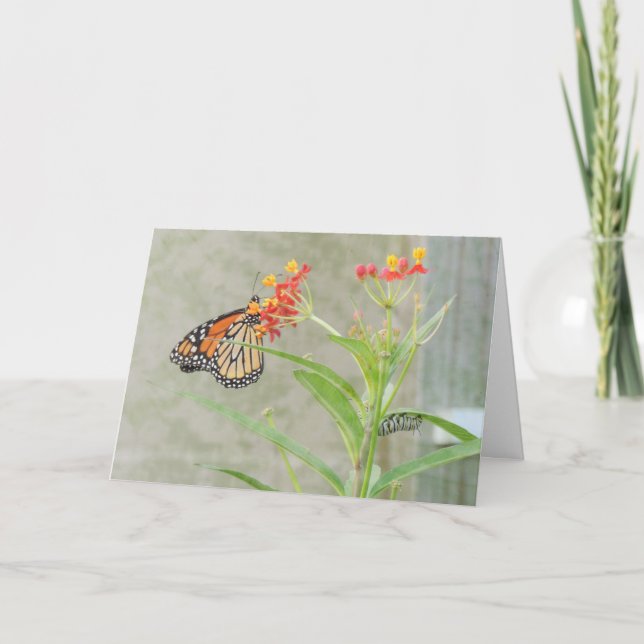 Monarch Butterfly und Raupe Grußkarte Karte (Vorderseite)