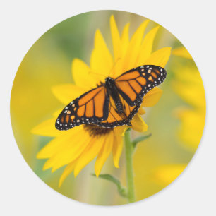 Monarch Butterfly und Sonnenblumengarten Foto Runder Aufkleber