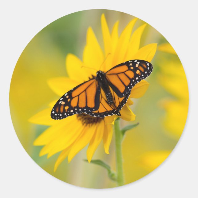 Monarch Butterfly und Sonnenblumengarten Foto Runder Aufkleber (Vorderseite)