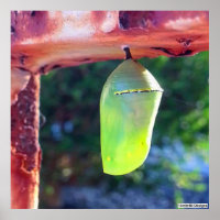 Monarch Chrysalis 2018 - Poster