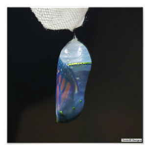 Monarch Chrysalis 2022 - Foto Print