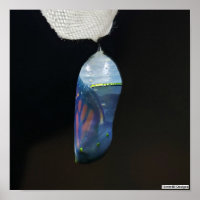Monarch Chrysalis 2022 - Poster