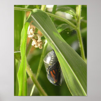 Monarch_Chrysalis_P9120583_ocpyrt Poster