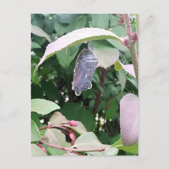 Monarch Chrysalis Postkarte (Vorderseite)