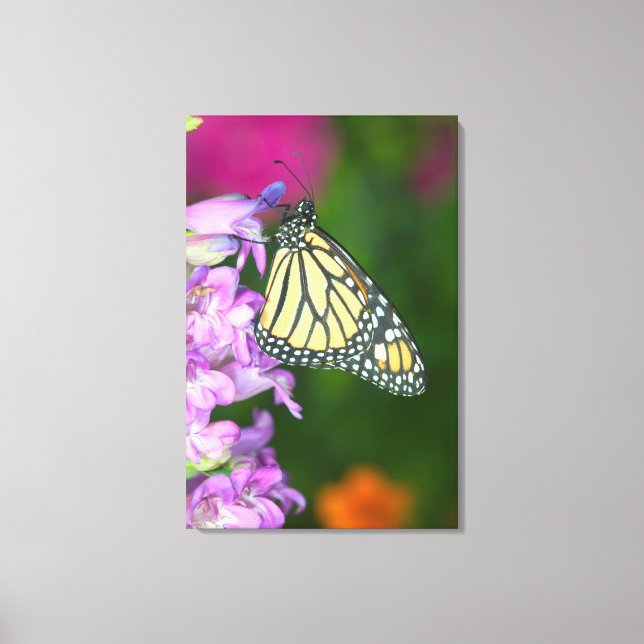 Monarch | Danaus Plexippus Leinwanddruck (Vorderseite)