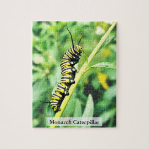 Monarch-Falter-Raupen-Fütterung 110 Teile