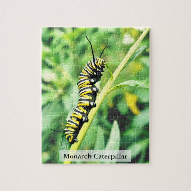 Monarch-Falter-Raupen-Fütterung 110 Teile (Vertikal)
