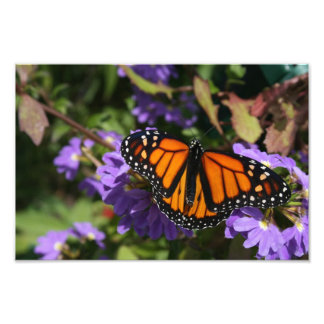 Monarch Fotodruck