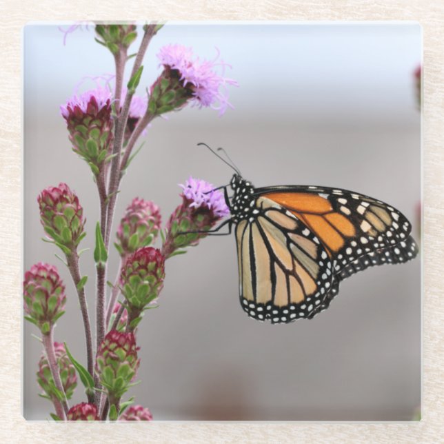 Monarch Glasuntersetzer (Vorderseite)