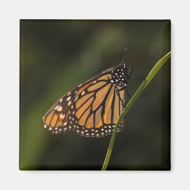 Monarch im Hintergrund Magnet (Vorne)