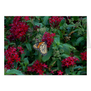 Monarch in der Bewegung