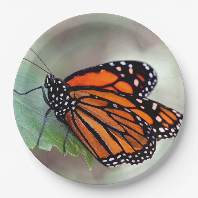 Monarch in Ruhe Pappteller (Vorderseite)