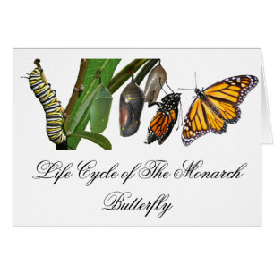 MONARCH-LEBENSZYKLUS