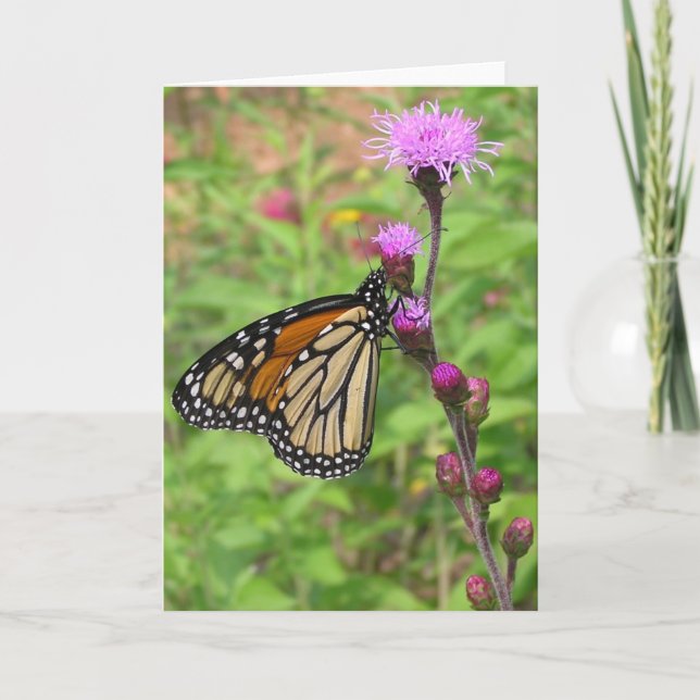 Monarch/Liatris Karte (Vorderseite)
