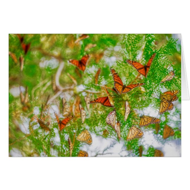 Monarch-Montage (Vorderseite (Horizontal))