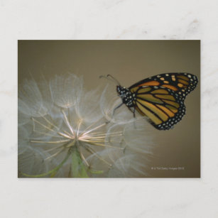 Monarch on Dandelion Postkarte