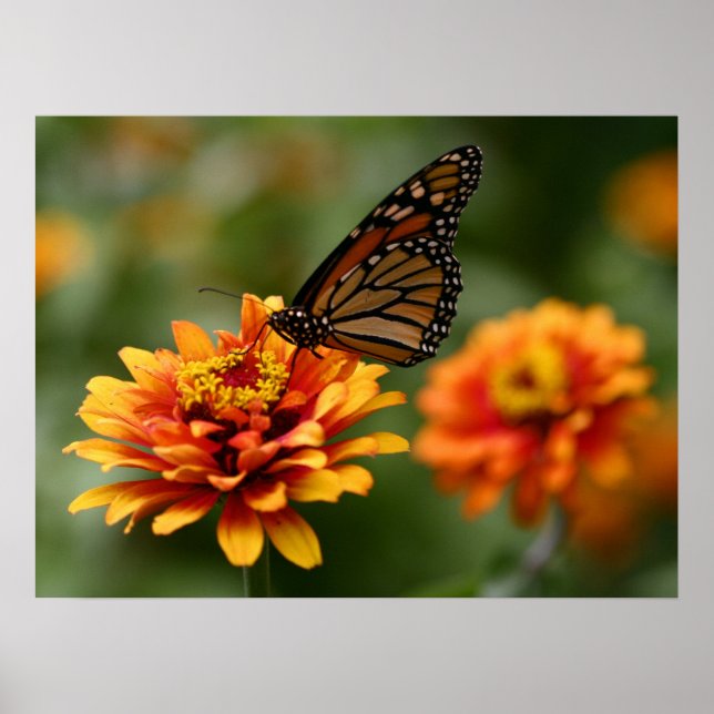 Monarch on Zinnia elegans ‘Zowie’ Poster (Vorne)