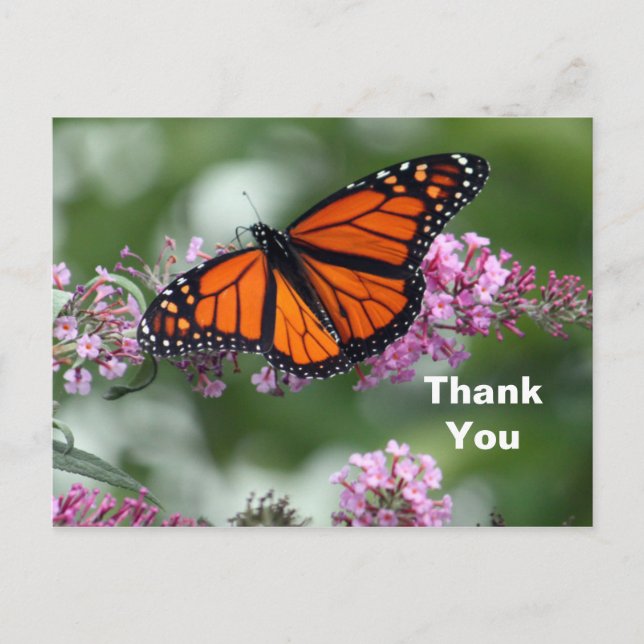 Monarch Orange Butterfly Foto Vielen Dank Postkarte (Vorderseite)