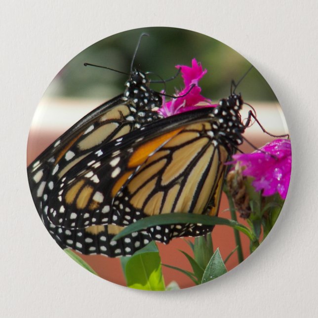 Monarch paart #1-Button Button (Vorderseite)