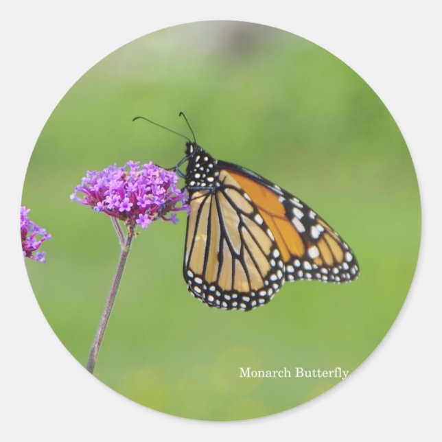 Monarch Papillon autocollant (Devant)