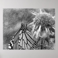 Monarch Papillon noir Poster d'art crayon noir